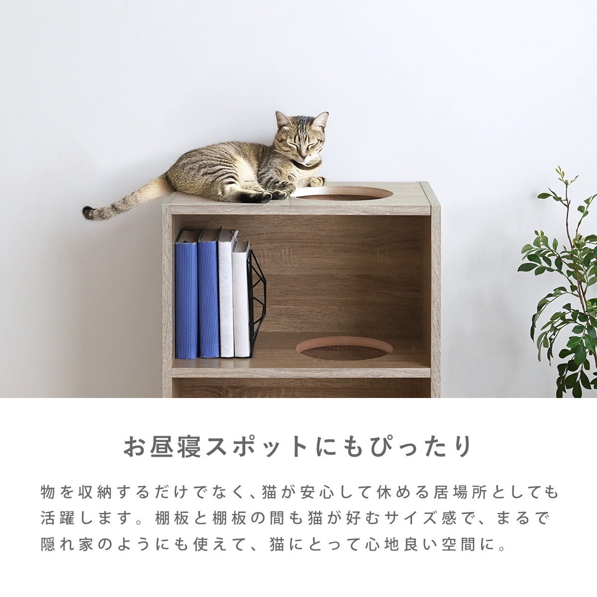 CAT COLOR BOX | SESAME家具インテリア